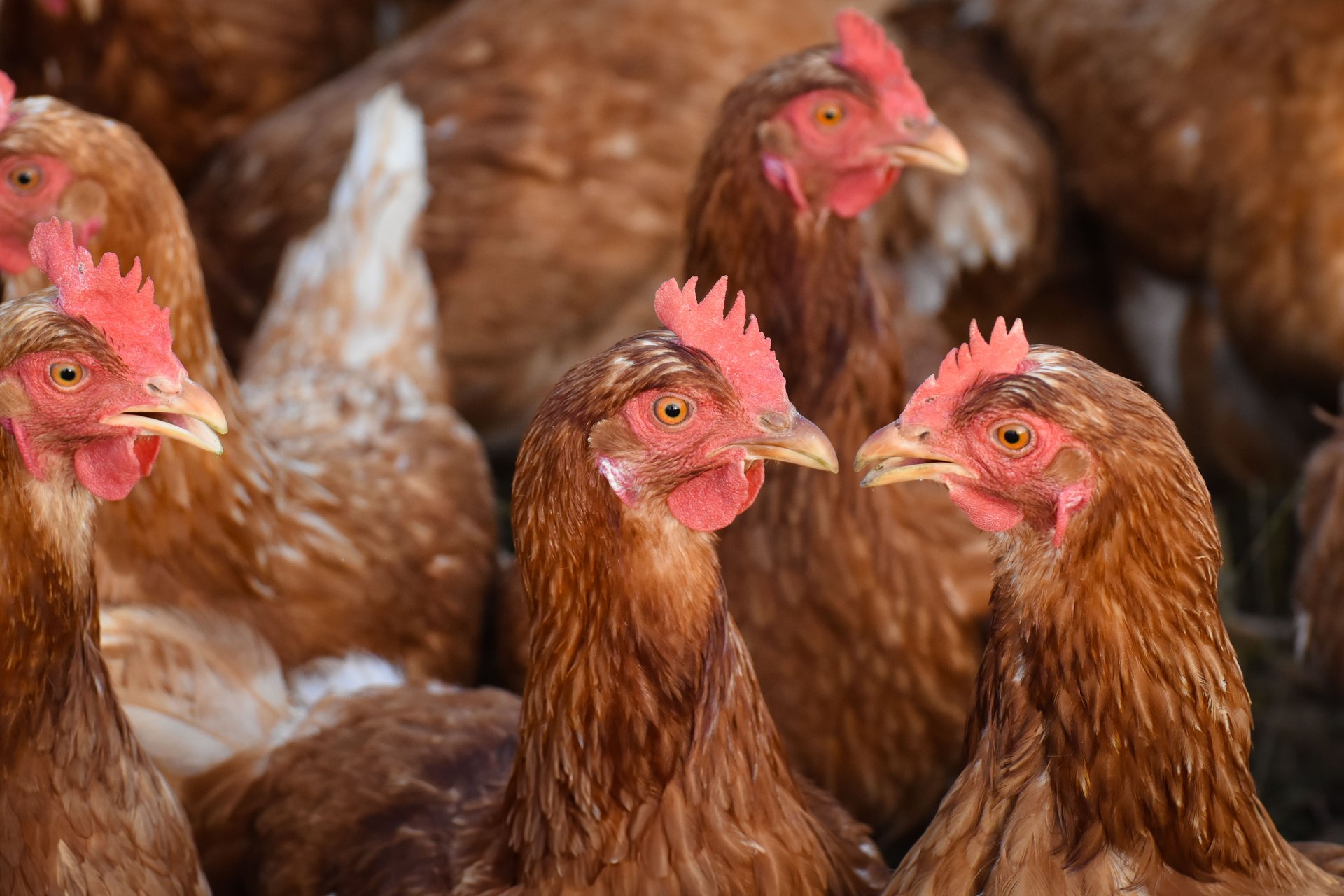 Organic Poultry Farm
